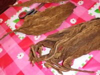 Tobacco Farm25.jpg
